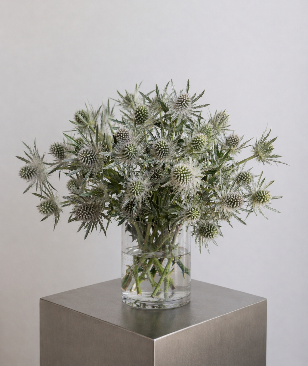 Bouquet de chardon bleutés XL