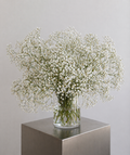 Bouquet Gypsophile blanc XL