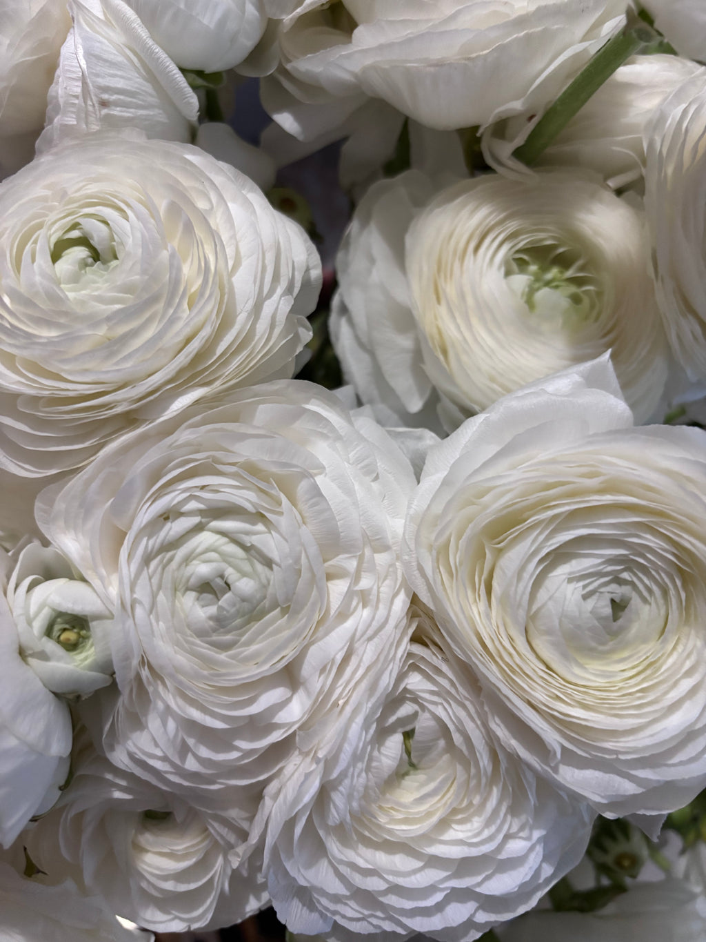 Bouquet 30 renoncules blanches