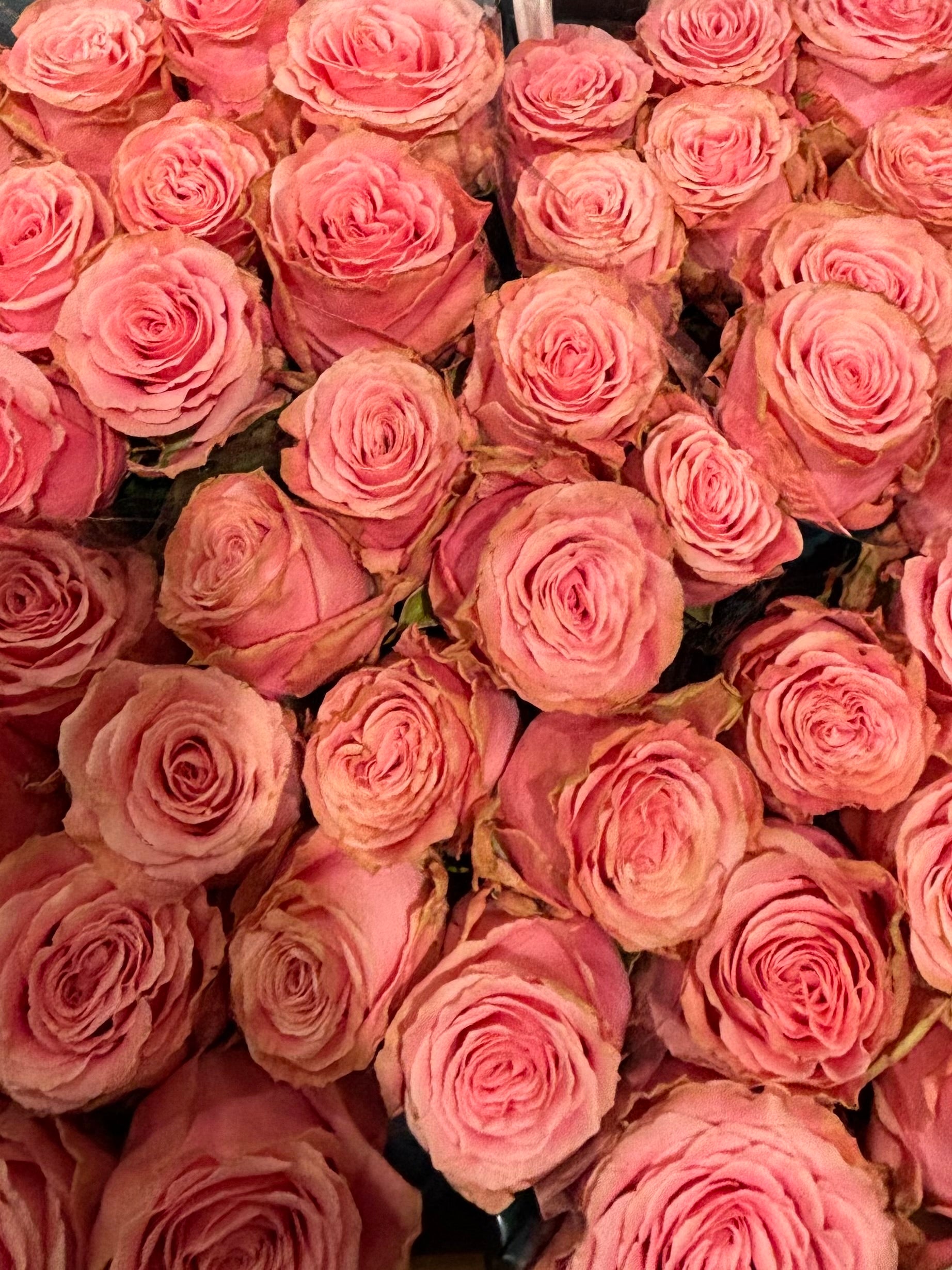 15 Roses – Garden Style Pink