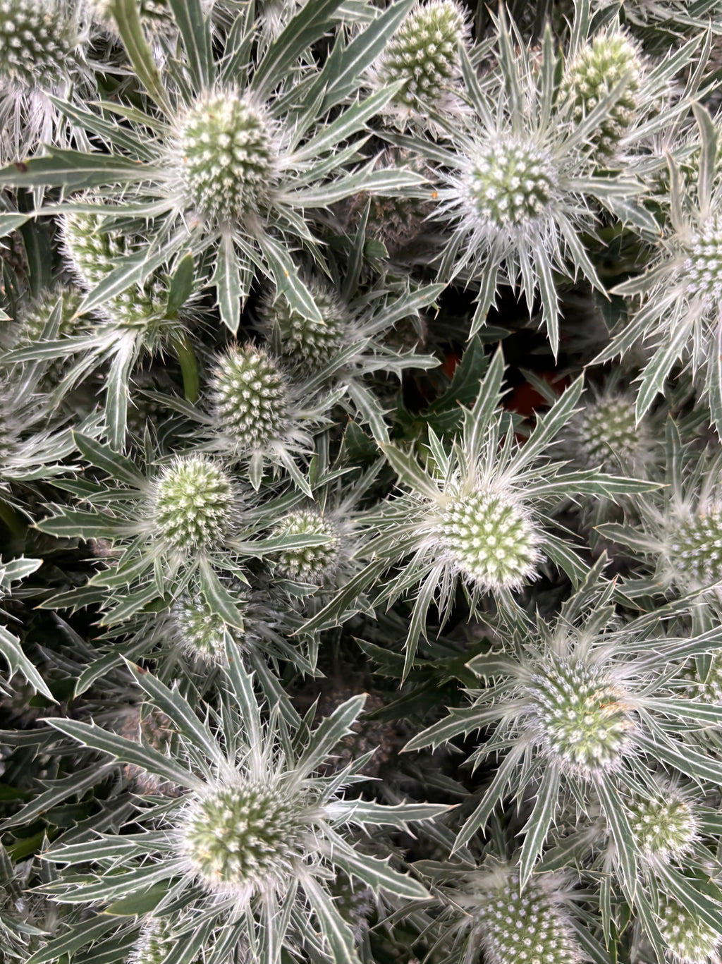 Bouquet de chardon bleutés XL