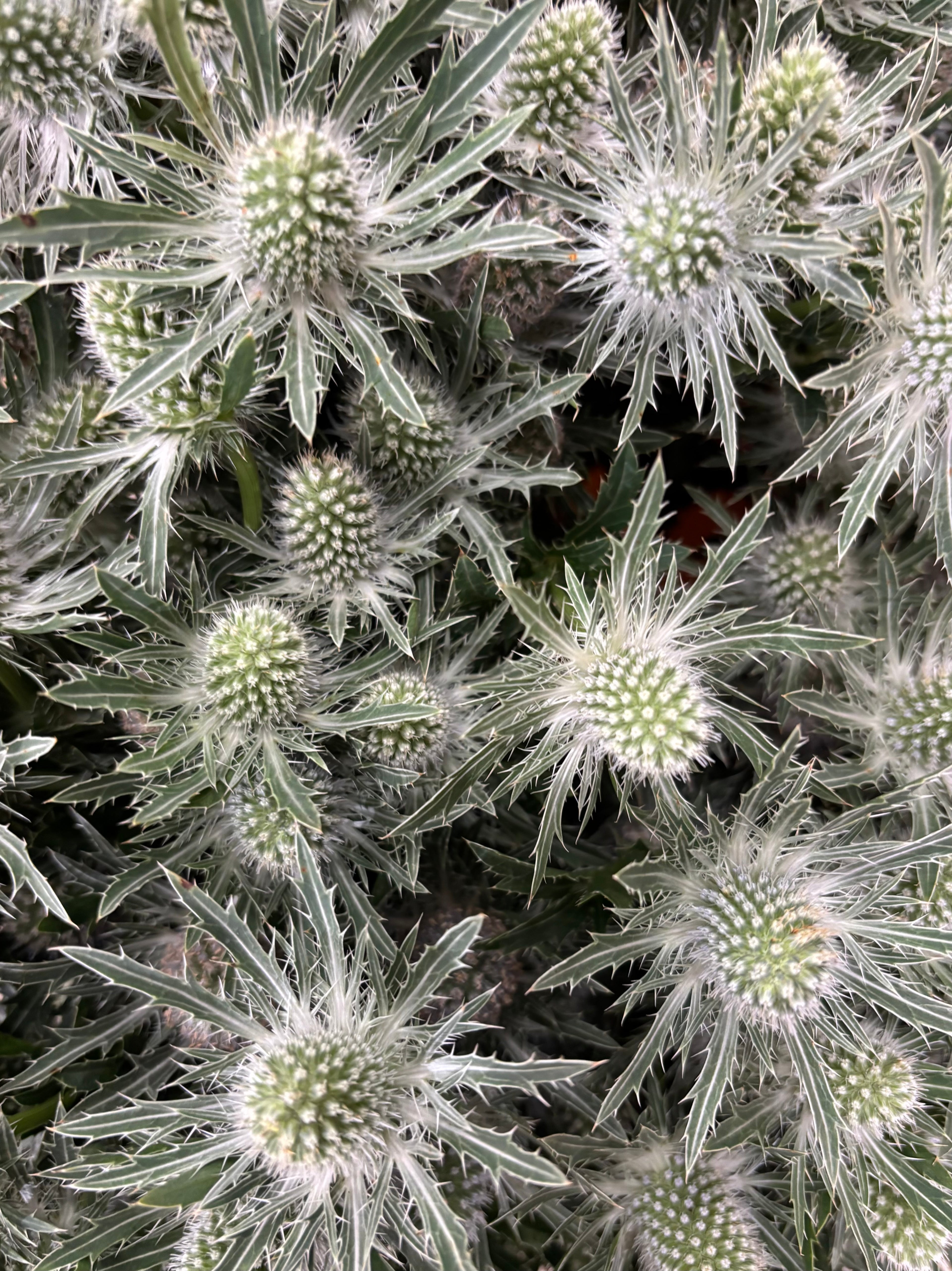 Bouquet de chardon bleutés XL