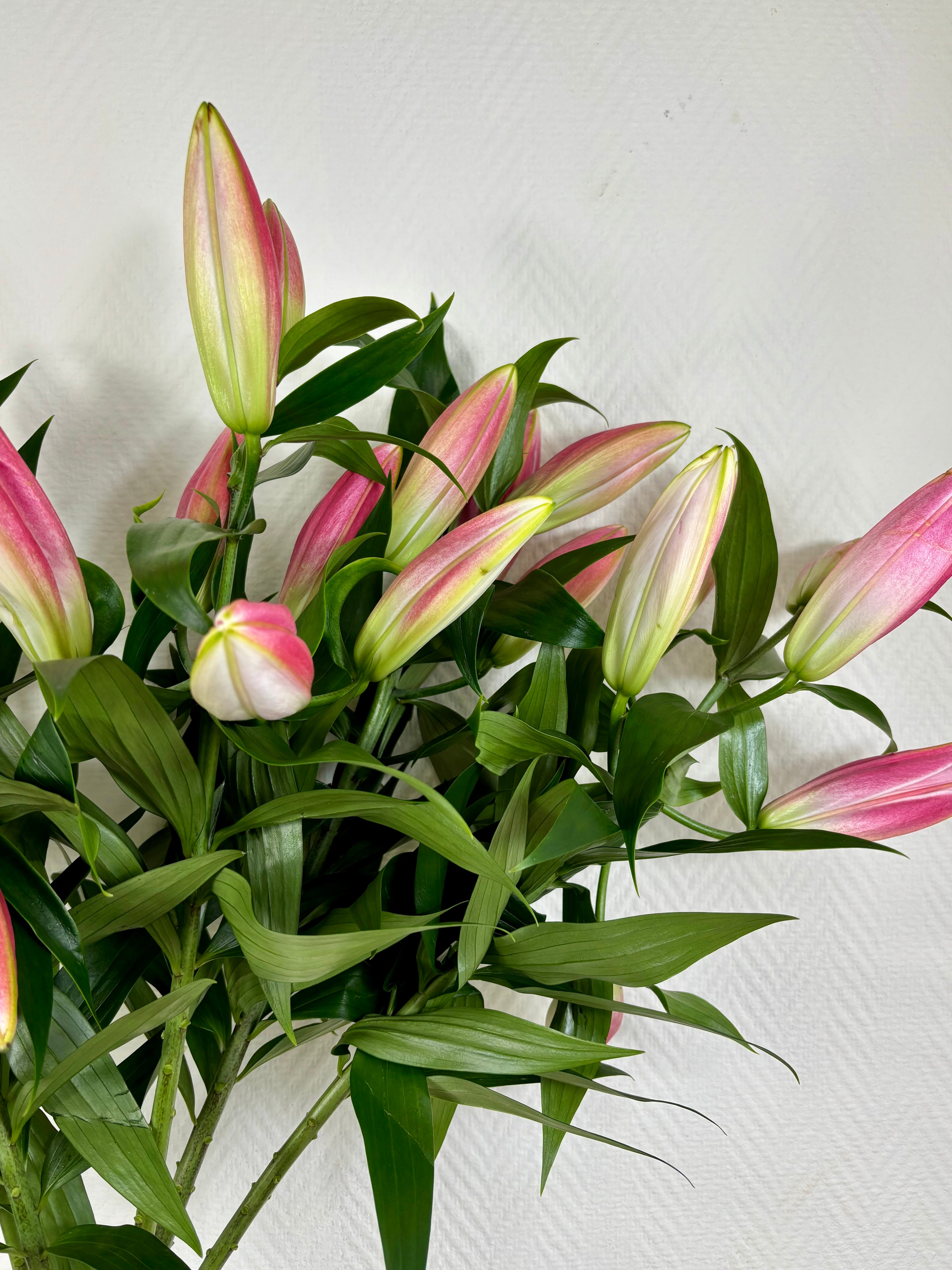 Bouquet Lys roses orientales 10 tiges